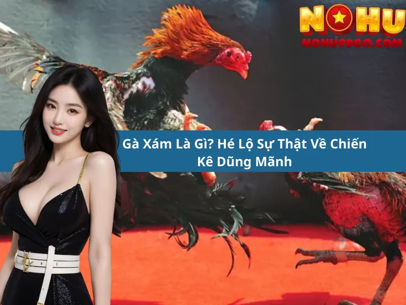 Gà Xám Là Gì? Hé Lộ Sự Thật Về Chiến Kê Dũng Mãnh